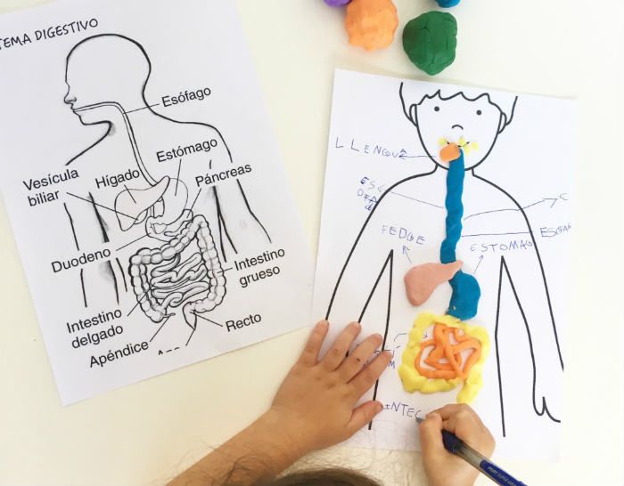 Actividades divertidas para aprender sobre el sistema respiratorio en niños