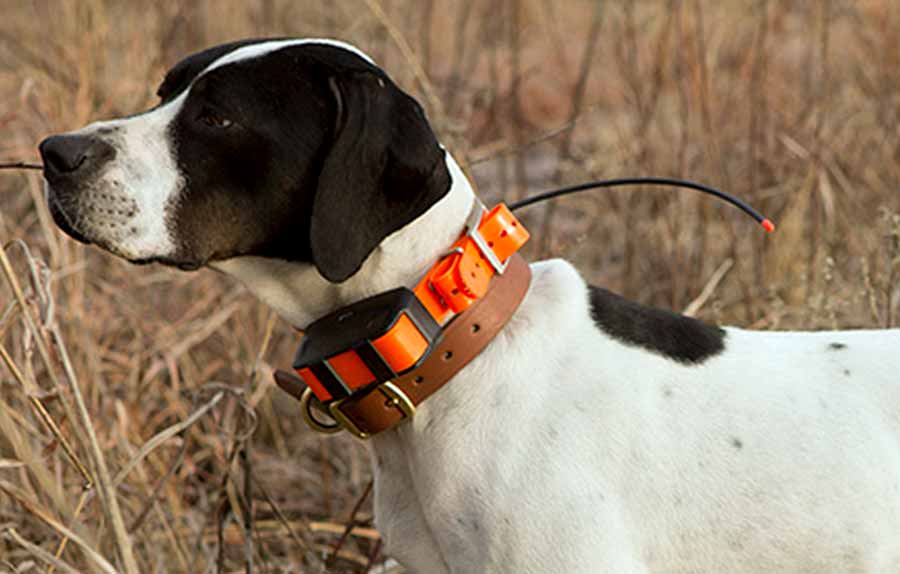 Collares de adiestramiento para perros: Entrena a tu mascota de forma efectiva