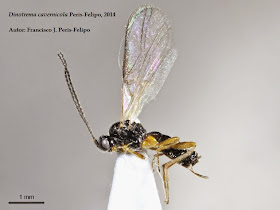Explora la fascinante rama de la biología que se dedica al estudio de los insectos