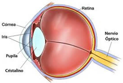 Qué es lo más pequeño que el ojo humano puede ver Qué es lo más pequeño que el ojo humano puede ver