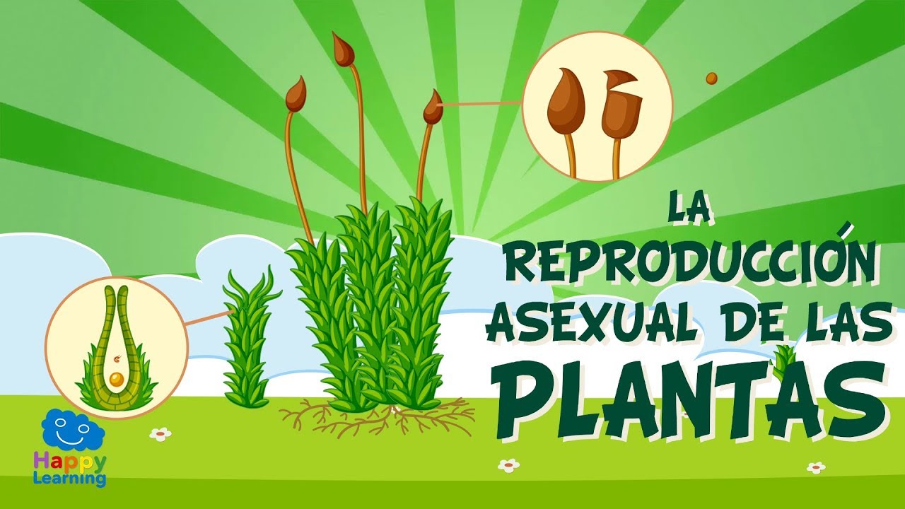 Reproducción y desarrollo en plantas y animales: todo lo que necesitas saber